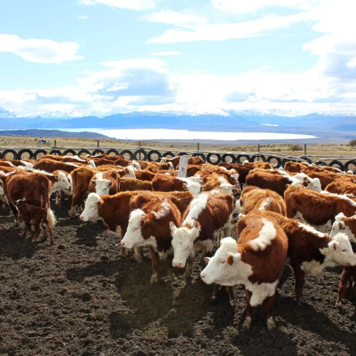 Operativo judicial en Lago San Martín: detectaron animales de otras estancias