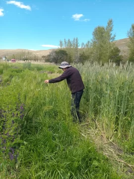 Ensayos con pasturas para producir más y recortar la brecha invernal