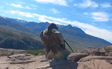 Video. Un simpático cóndor juvenil sorprendió a turistas en El Chaltén Video. Un simpático cóndor juvenil sorprendió a turistas en El Chaltén