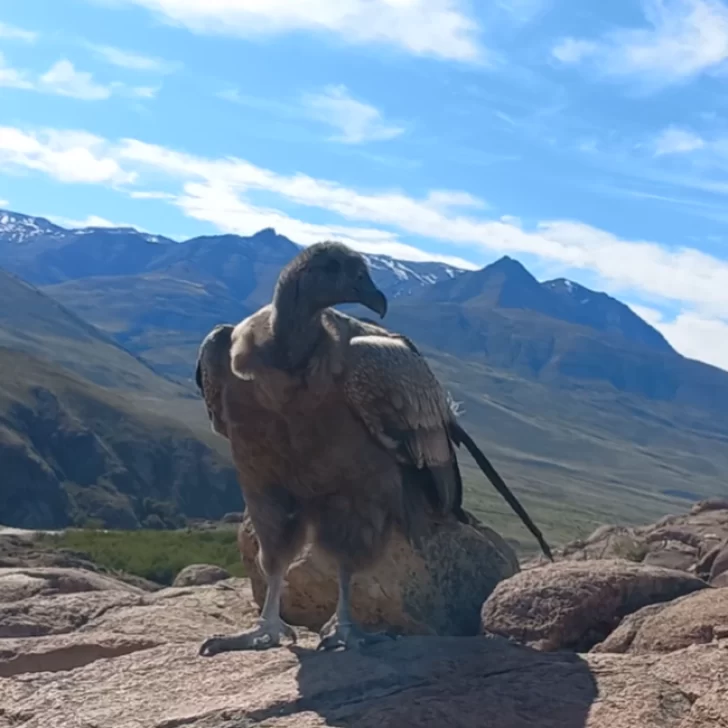 Video. Un simpático cóndor juvenil sorprendió a turistas en El Chaltén Video. Un simpático cóndor juvenil sorprendió a turistas en El Chaltén