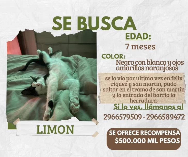 flyer-gatito-limon-perdido-728x610