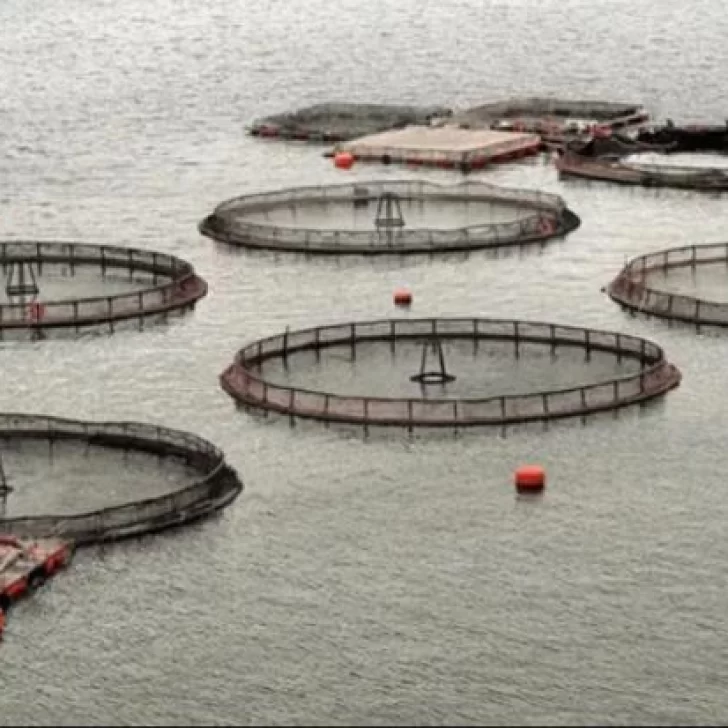 ¿Es viable la instalación de granjas de salmón en la costa santacruceña?