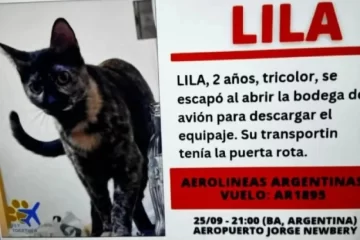 Viajaba con su gata desde la Patagonia y la perdieron en el Aeropuerto: “Queremos que aparezca Lila” Viajaba con su gata desde la Patagonia y la perdieron en el Aeropuerto: “Queremos que aparezca Lila”
