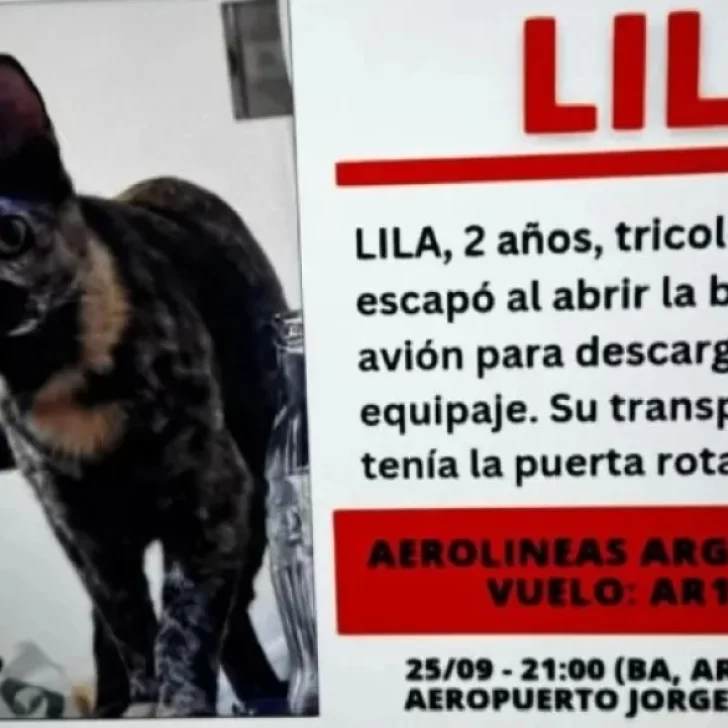 Viajaba con su gata desde la Patagonia y la perdieron en el Aeropuerto: “Queremos que aparezca Lila” Viajaba con su gata desde la Patagonia y la perdieron en el Aeropuerto: “Queremos que aparezca Lila”