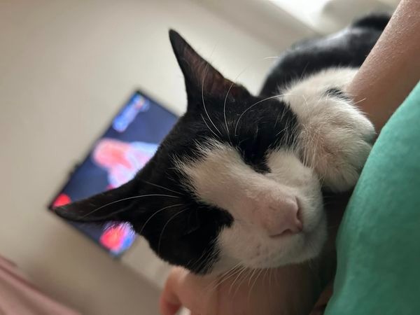 limon-gatito-perdido