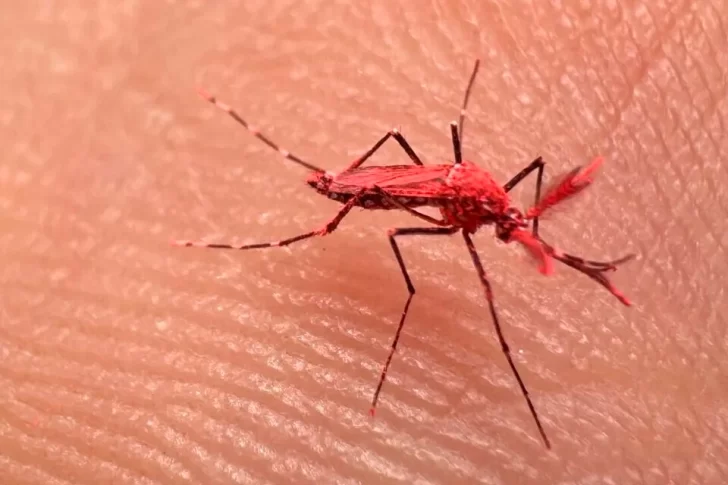 Liberaron a 10 mil “mosquitos rojos” en Argentina y piden no matarlos: ¿Qué son?