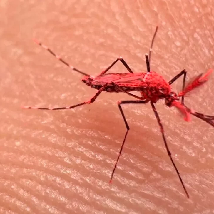 Liberaron a 10 mil “mosquitos rojos” en Argentina y piden no matarlos: ¿Qué son?