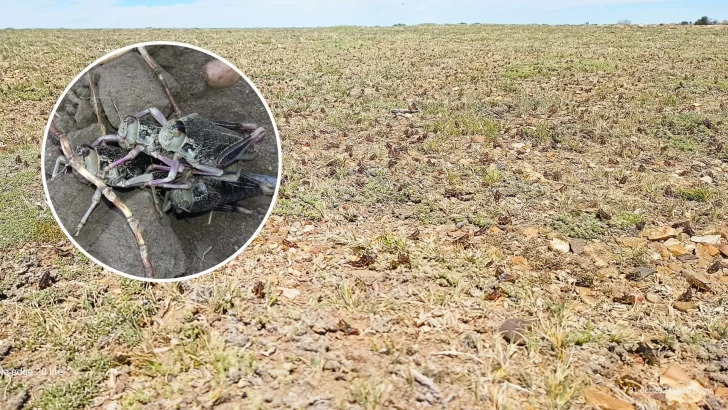 Video. Registran impresionante plaga de tucura sapo en una zona de Santa Cruz