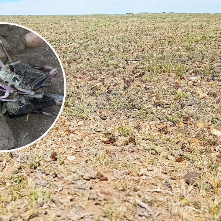 Video. Registran impresionante plaga de tucura sapo en una zona de Santa Cruz