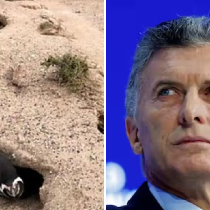 Mauricio Macri condenó la masacre de pingüinos en Punta Tombo: “Se necesitan leyes específicas”