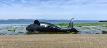 Alerta ¿marea roja?: Más de 70 ballenas ya murieron