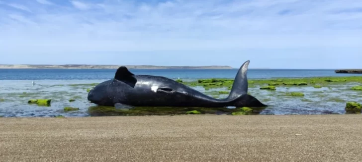 Alerta ¿marea roja?: Más de 70 ballenas ya murieron