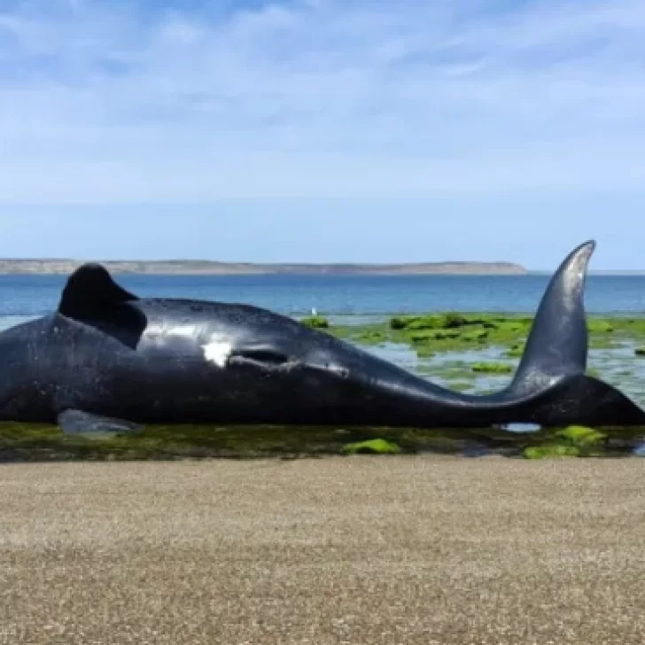 Alerta ¿marea roja?: Más de 70 ballenas ya murieron