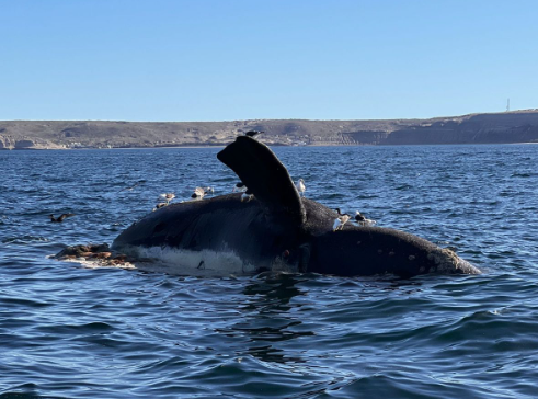 ballenas-muertas-954-2 ballenas-muertas-954-2