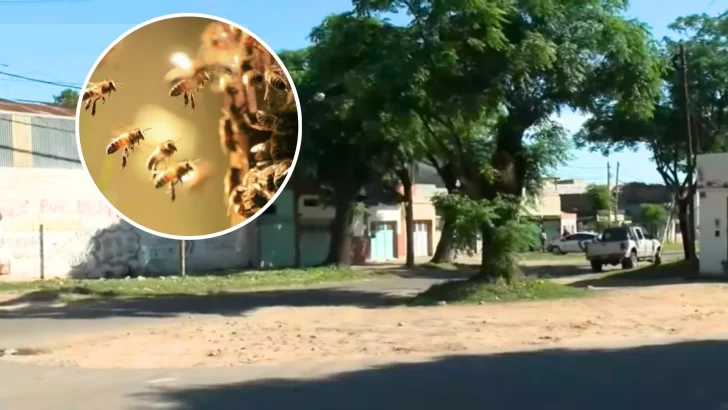 Horror en Rosario: Un hombre murió tras ser picado por 150 abejas cuando volvía del trabajo