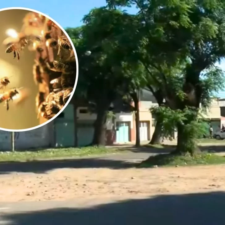 Horror en Rosario: Un hombre murió tras ser picado por 150 abejas cuando volvía del trabajo