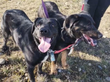 En busca de un hogar: “Los mellis”, dos perritos que quieren pasar la Navidad en familia