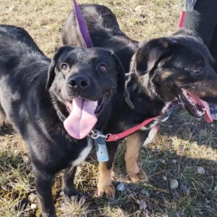 En busca de un hogar: “Los mellis”, dos perritos que quieren pasar la Navidad en familia