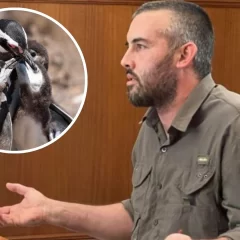 Ricardo La Regina fue declarado culpable de la matanza de pingüinos en Punta Tombo