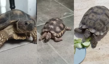 Tres familias de Río Gallegos buscan a sus tortugas perdidas: “Mi hijo está sufriendo un montón”