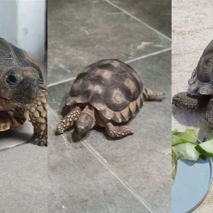 Tres familias de Río Gallegos buscan a sus tortugas perdidas: “Mi hijo está sufriendo un montón”