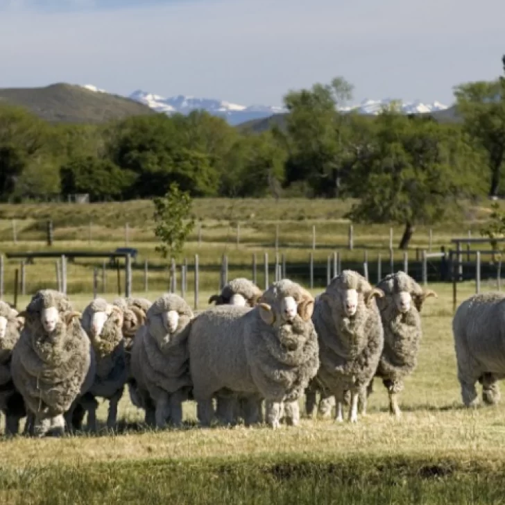 La carne ovina es requerida en todo el mundo, pero no pasa así con la lana