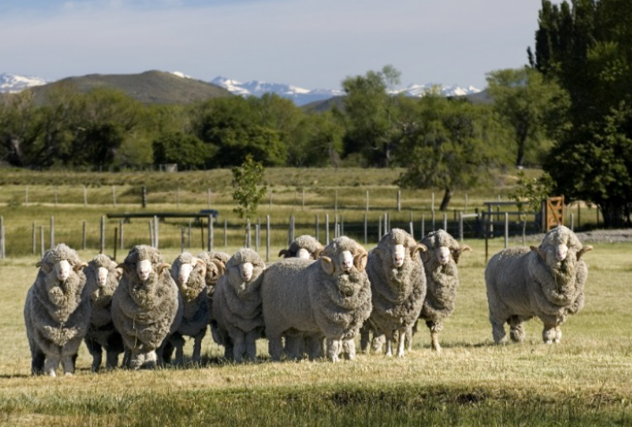 La carne ovina es requerida en todo el mundo, pero no pasa así con la lana