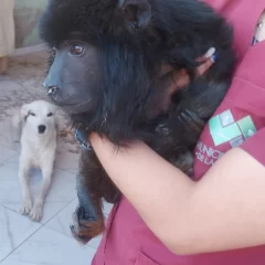 “Yeico” será recibido en un santuario de Córdoba: “Tiene que adaptarse y va a estar en contacto con su especie”