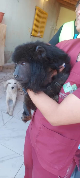 “Yeico” será recibido en un santuario de Córdoba: “Tiene que adaptarse y va a estar en contacto con su especie”