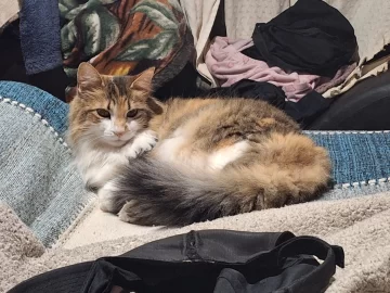 ¿Dónde está “Mecha”?: la gatita sigue perdida y su familia está desconcertada ¿Dónde está “Mecha”?: la gatita sigue perdida y su familia está desconcertada