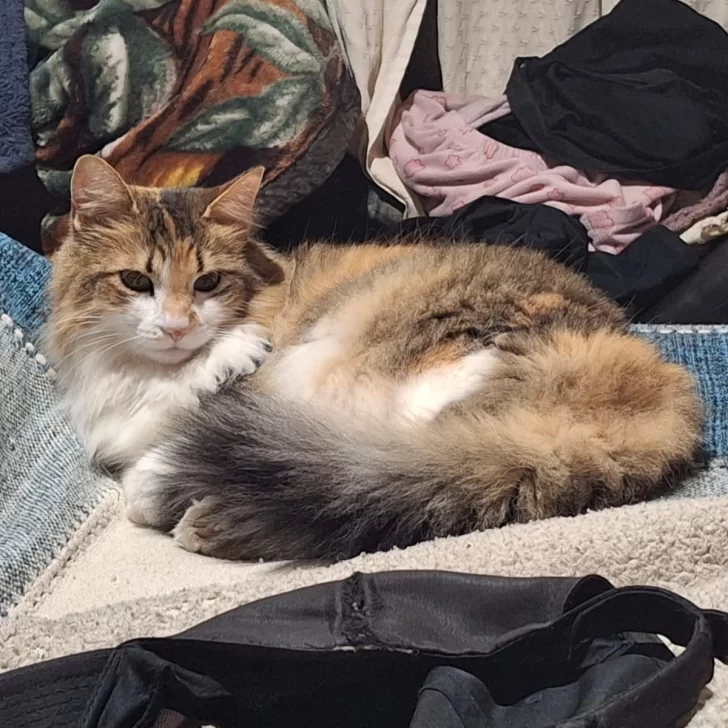 ¿Dónde está “Mecha”?: la gatita sigue perdida y su familia está desconcertada ¿Dónde está “Mecha”?: la gatita sigue perdida y su familia está desconcertada