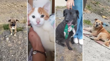 Preocupación por la gran cantidad de perros y gatos perdidos en Navidad: “En los barrios periféricos hubo mucha pirotecnia de alto impacto” Preocupación por la gran cantidad de perros y gatos perdidos en Navidad: “En los barrios periféricos hubo mucha pirotecnia de alto impacto”