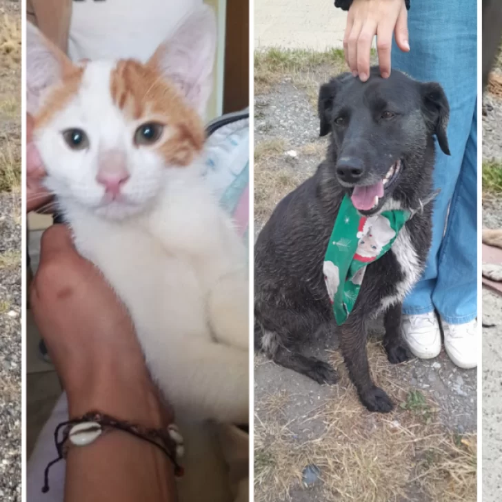 Preocupación por la gran cantidad de perros y gatos perdidos en Navidad: “En los barrios periféricos hubo mucha pirotecnia de alto impacto” Preocupación por la gran cantidad de perros y gatos perdidos en Navidad: “En los barrios periféricos hubo mucha pirotecnia de alto impacto”