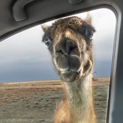 La Policía advirtió sobre “zonas críticas” por la presencia de guanacos en las rutas de Santa Cruz