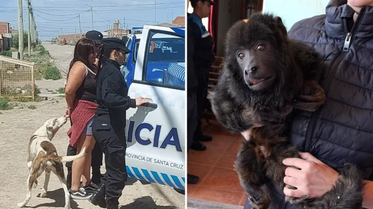 Video. Rescataron a un mono carayá que estaba cautiverio: hay dos personas detenidas por maltrato animal