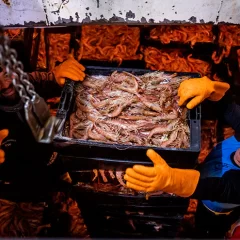 Sin langostino, Argentina perderá USD 600 millones en exportaciones