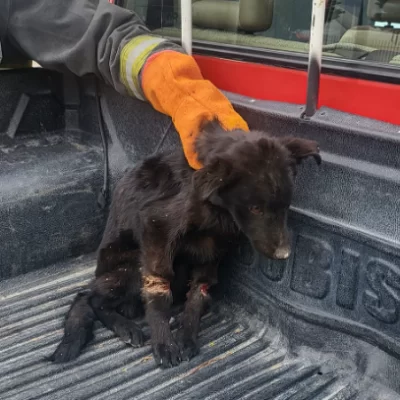 Policía de Santa Cruz salvó a un perro atado y abandonado en la ruta