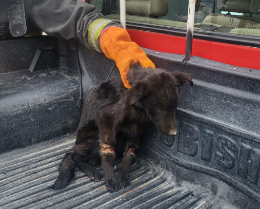 Policía de Santa Cruz salvó a un perro atado y abandonado en la ruta