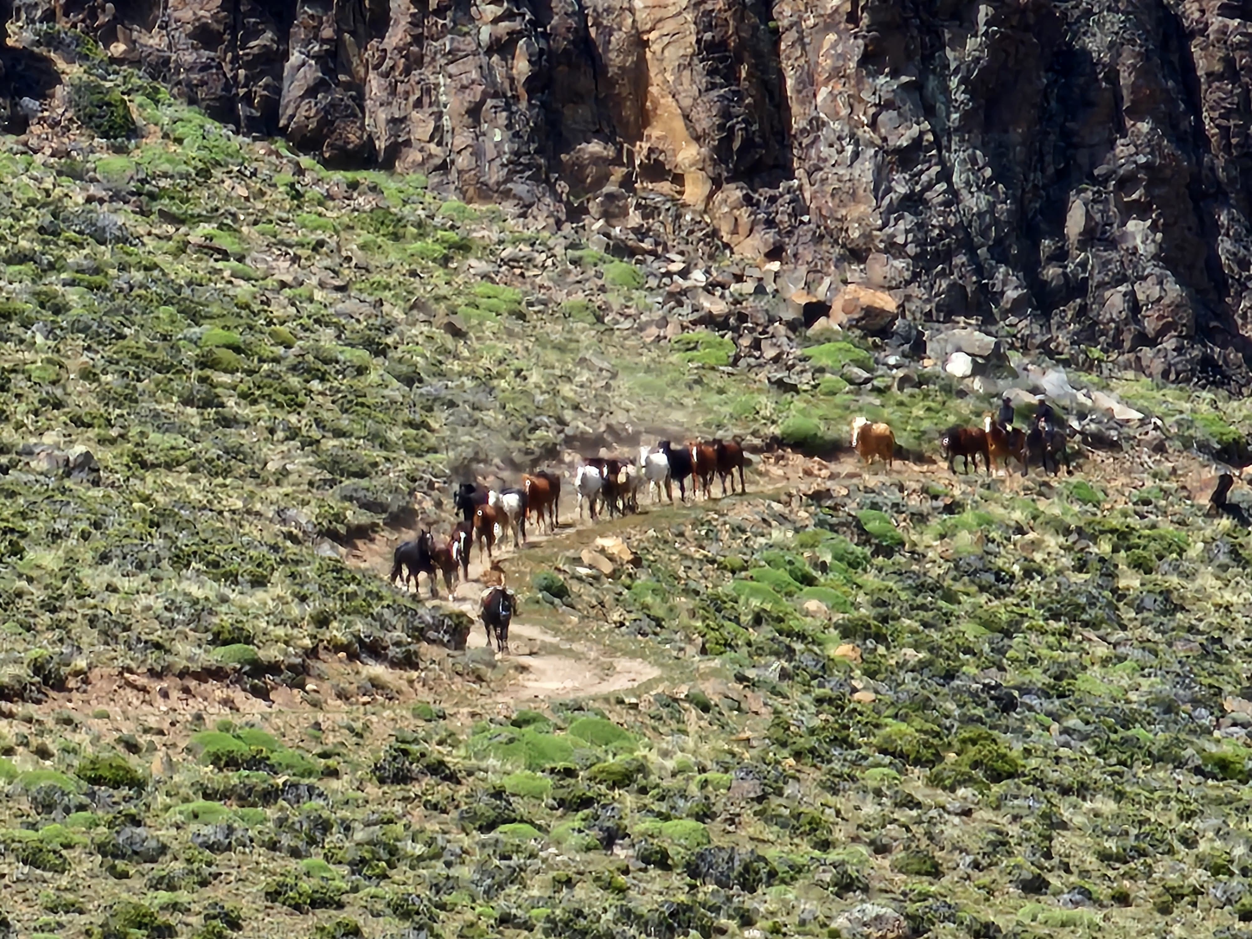 robo-de-caballos-en-lago-posadas-3-728x546