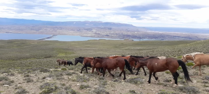 Sorprendieron a 4 hombres arreando 45 caballos robados en medio de la estepa patagónica