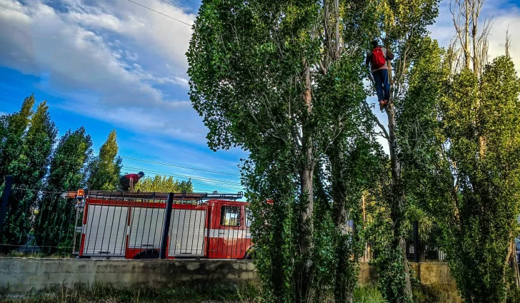 Bomberos rescataron a un menor que había quedado atrapado en la copa de un árbol