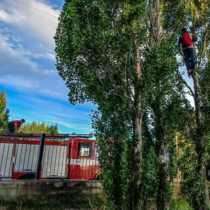 Bomberos rescataron a un menor que había quedado atrapado en la copa de un árbol Bomberos rescataron a un menor que había quedado atrapado en la copa de un árbol