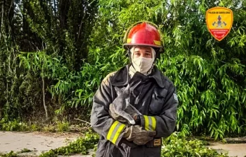 Bomberos de Los Antiguos rescataron a un gatito atrapado en un árbol
