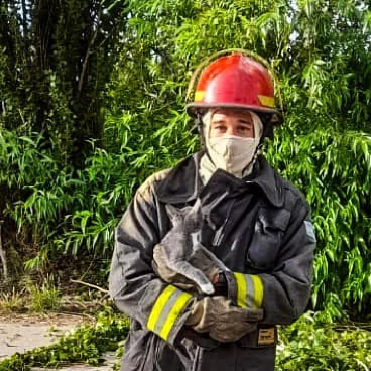 Bomberos de Los Antiguos rescataron a un gatito atrapado en un árbol