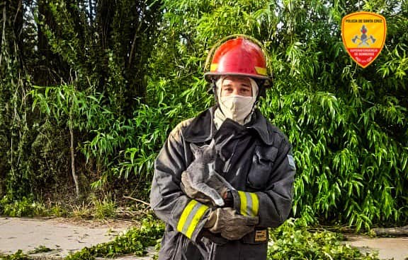 Bomberos de Los Antiguos rescataron a un gatito atrapado en un árbol