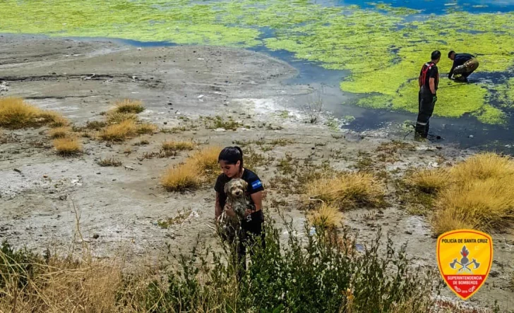 Salvaron a un perrito que no podía salir de una laguna en Caleta Olivia
