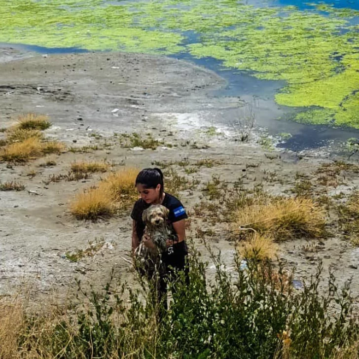 Salvaron a un perrito que no podía salir de una laguna en Caleta Olivia