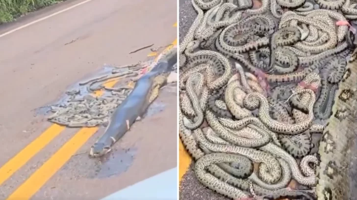 Video. Atropellaron a una gigante anaconda preñada y las crías quedaron desparramadas en la ruta