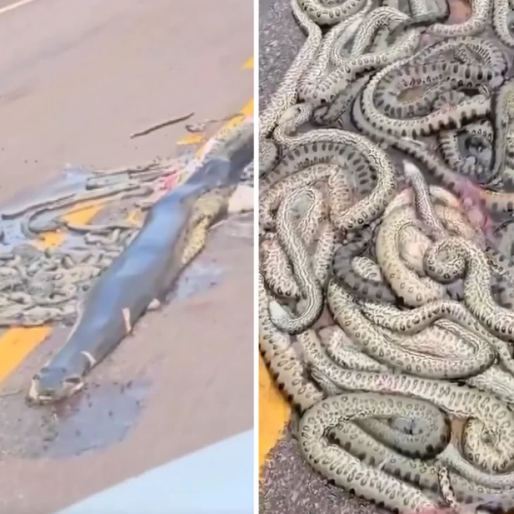 Video. Atropellaron a una gigante anaconda preñada y las crías quedaron desparramadas en la ruta