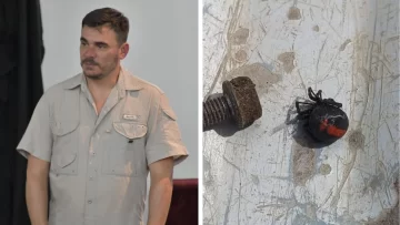 Araña “viuda negra” en Santa Cruz: todo lo que tenés que saber